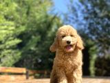 Sevi̇mli̇ Aşili Toy Poodle Bebekler