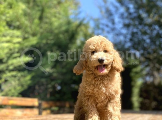Sevi̇mli̇ Aşili Toy Poodle Bebekler görsel