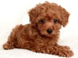 TOOY POODLE YAVRUMUZ 