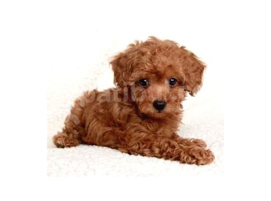Tooy Poodle Yavrumuz 