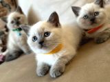 2 Aylık Yavru Brisith Shorthair British Blue Point