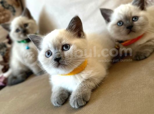 2 Aylık Yavru Brisith Shorthair British Blue Point görsel