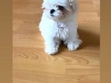 Her Eve Bir Maltese 