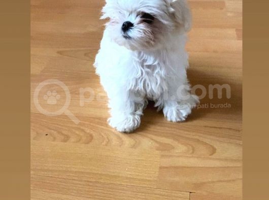 Her Eve Bir Maltese  görsel