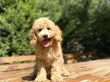 SEVİMLİ AŞILI TOY POODLE BEBEKLER