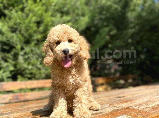 Sevi̇mli̇ Aşili Toy Poodle Bebekler