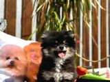 Pomeranian Boo Köpek