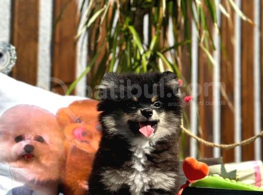 Pomeranian Boo Köpek görsel