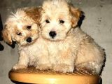 MALTİPO CİNSİ 