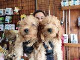 A Scr Muhteşem Toy Poodle  Yavrularimiz