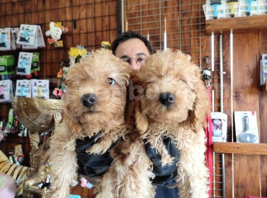 A Scr Muhteşem Toy Poodle  Yavrularimiz görsel