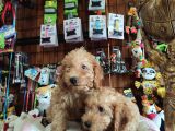 A Scr Muhteşem Toy Poodle  Yavrularimiz