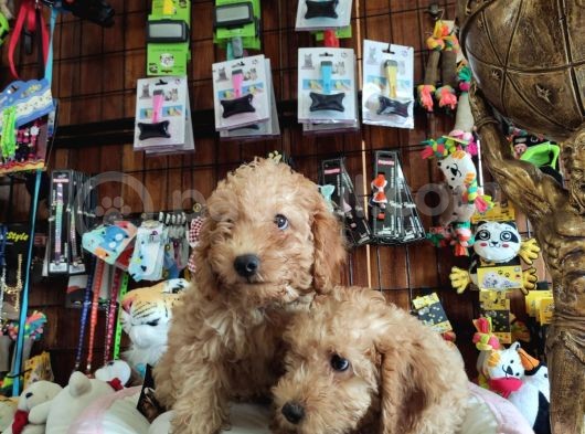 A Scr Muhteşem Toy Poodle  Yavrularimiz görsel