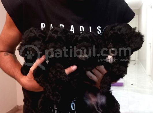 2 Aylık Morkie Yavrularımız görsel