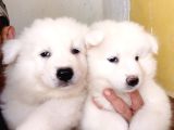 AYİ YAVRUSU SAMOYED A KALİTE IRK