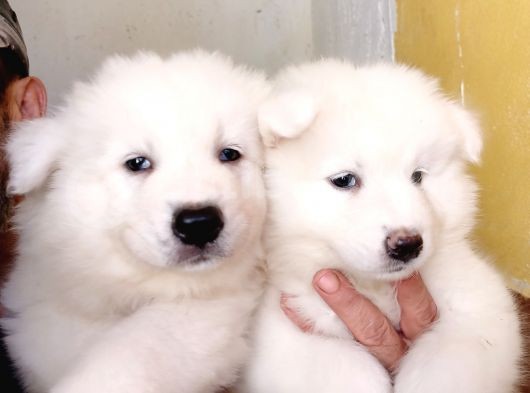 Ayi̇ Yavrusu Samoyed A Kali̇te Irk