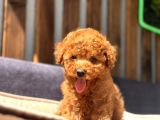 SAFKAN RED MİNİ TOY POODLE YAVRULAR