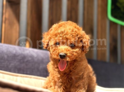 Safkan Red Mi̇ni̇ Toy Poodle Yavrular