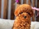 Safkan Red Mi̇ni̇ Toy Poodle Yavrular