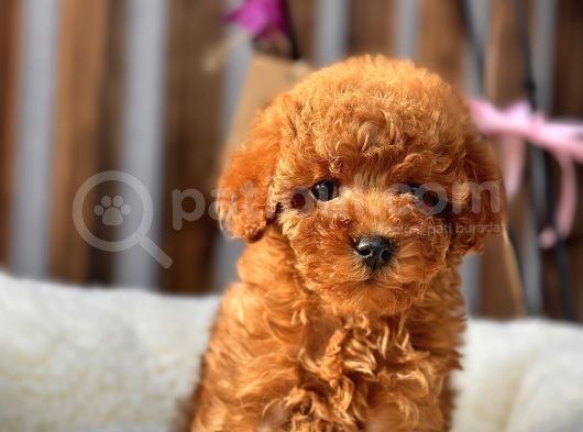 Safkan Red Mi̇ni̇ Toy Poodle Yavrular görsel