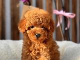 Safkan Red Mi̇ni̇ Toy Poodle Yavrular