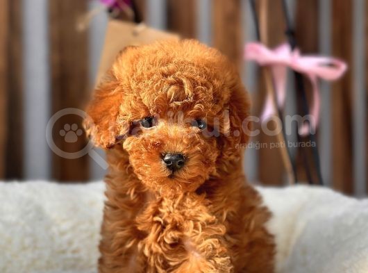 Safkan Red Mi̇ni̇ Toy Poodle Yavrular görsel