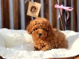 Safkan Red Mi̇ni̇ Toy Poodle Yavrular