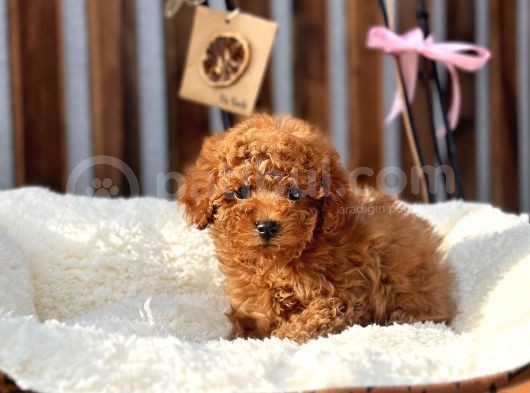 Safkan Red Mi̇ni̇ Toy Poodle Yavrular görsel