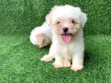 KAR TOPU MALTESE TERRİER YAVRULARI