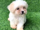 Kar Topu Maltese Terri̇er Yavrulari