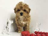 TATLI MI TATLI MALTİPOO YAVRULARI
