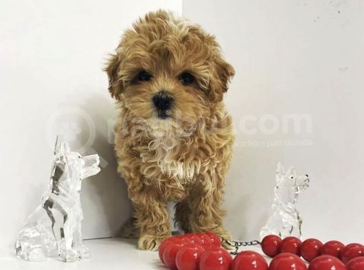 Tatli Mi Tatli Malti̇poo Yavrulari
