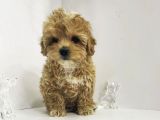 Tatli Mi Tatli Malti̇poo Yavrulari