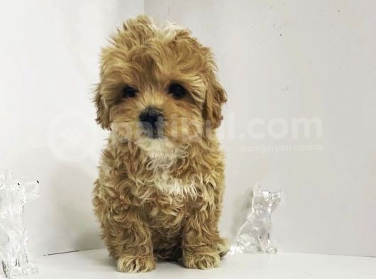 Tatli Mi Tatli Malti̇poo Yavrulari görsel