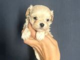 ÖZEL TEA CUP MALTİPOO YAVRULARI