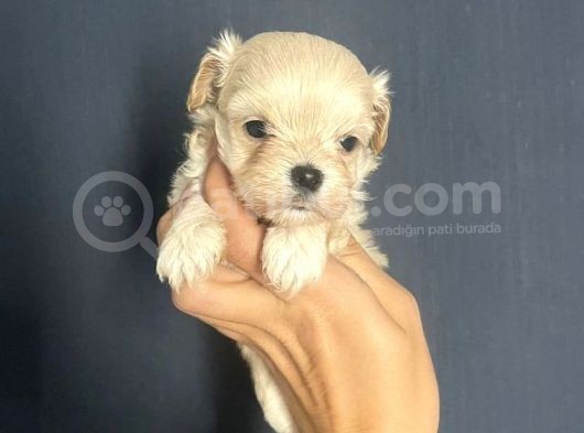 Özel Tea Cup Malti̇poo Yavrulari