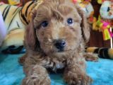 A Scr Muhteşem Toy Poodle  Yavrularimiz