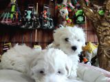 Bembeyaz Maltese Terri̇er 0 Numara