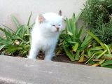 Asaletin Çocukları