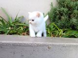 Asaletin Çocukları
