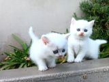 Asaletin Çocukları