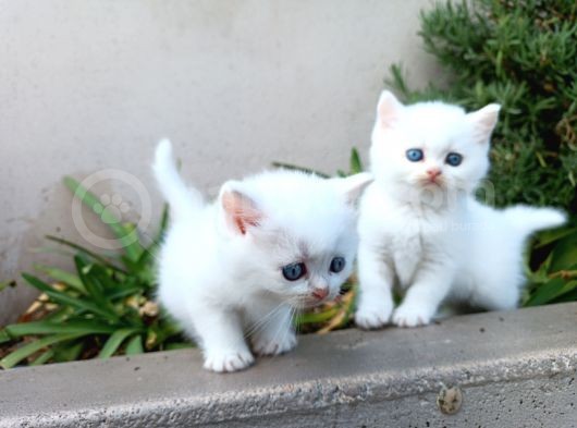 Asaletin Çocukları