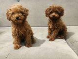 Red Brown Toy Poodle Bebekler Kore Kan
