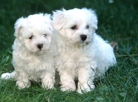 Kilo Garantili Orjinal Sıfır Numara Maltese görsel