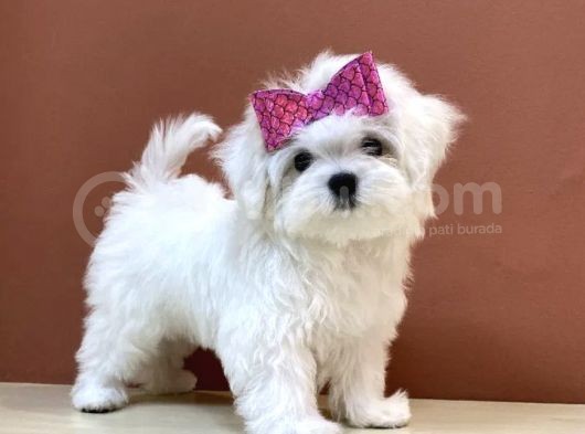 Kar Beyaz Sevimli Maltese Yavrular
