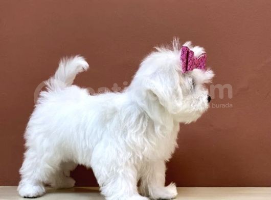 Kar Beyaz Sevimli Maltese Yavrular görsel