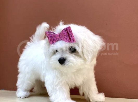 Kar Beyaz Sevimli Maltese Yavrular görsel