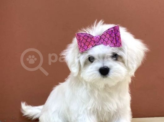 Kar Beyaz Sevimli Maltese Yavrular görsel