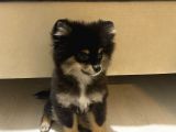 Pomeranian Boo Köpek