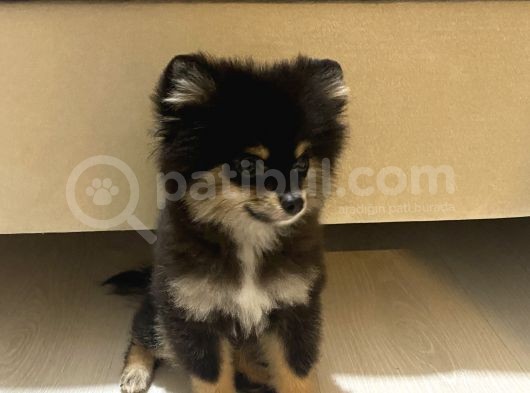 Pomeranian Boo Köpek görsel